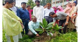 শেখ হাসিনার জন্মদিনে হাবিপ্রবিতে বৃক্ষরোপণ